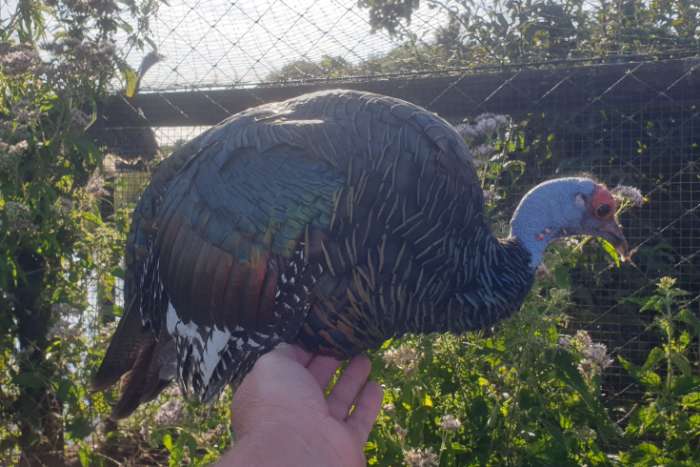 pauwkalkoen/honduraskalkoen/meleagris ocellata/