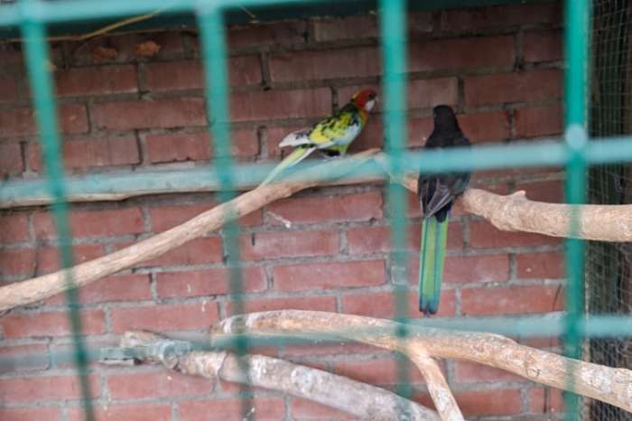 rosella mutatie
