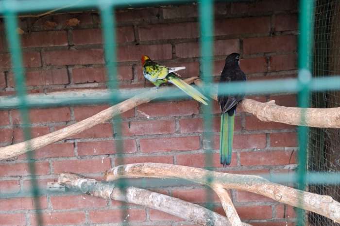 rosella mutatie