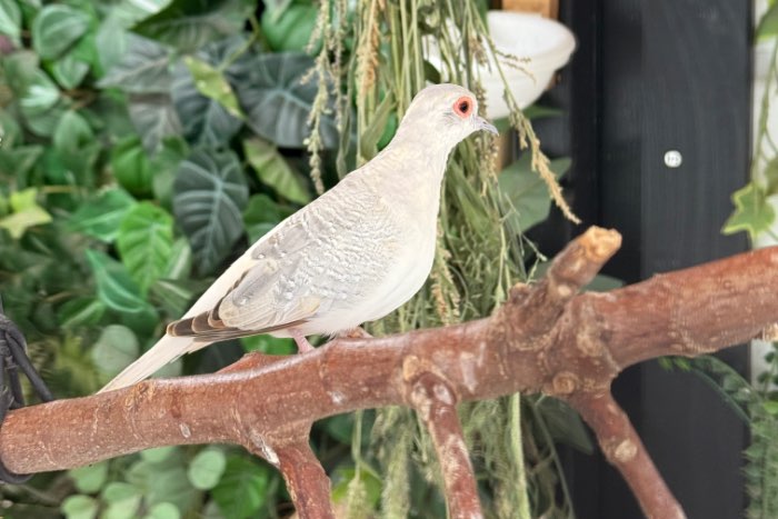 diamantduif te koop