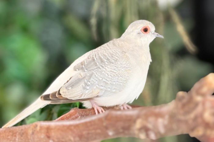 diamantduif te koop