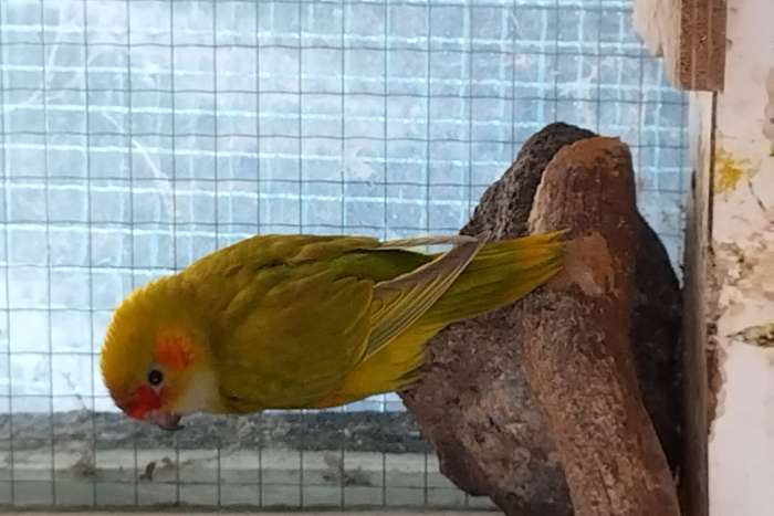 te koop