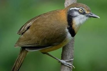 bijzondere soorten vogels te koop