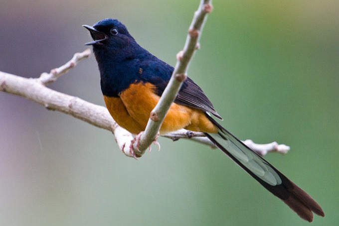 bijzondere soorten vogels te koop