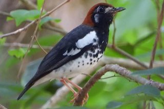 bijzondere soorten vogels te koop