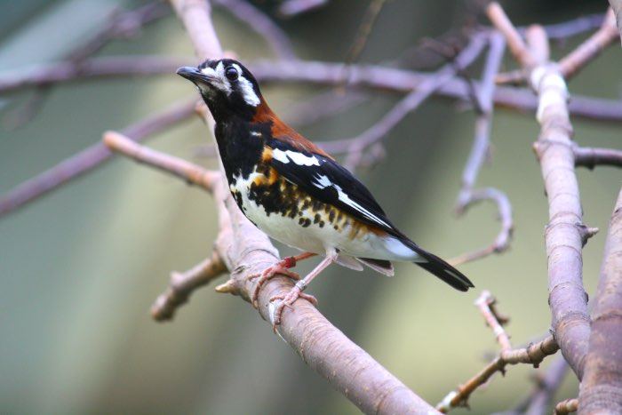 bijzondere soorten vogels te koop