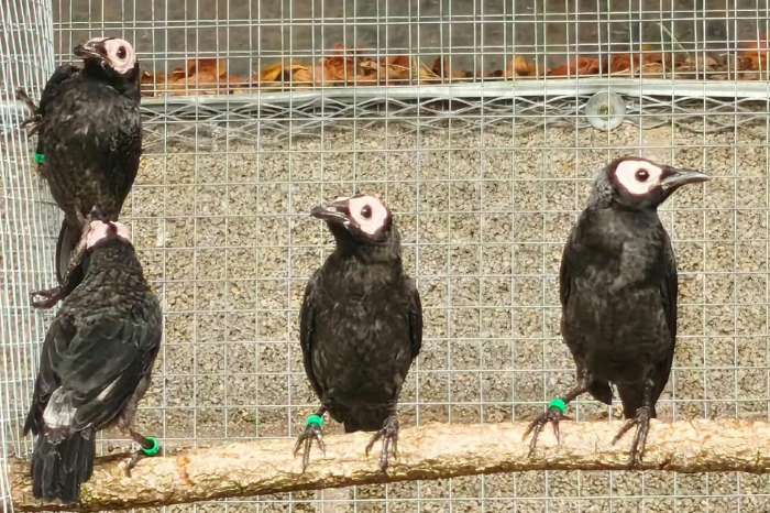 te koop diverse vogels beschikbaar