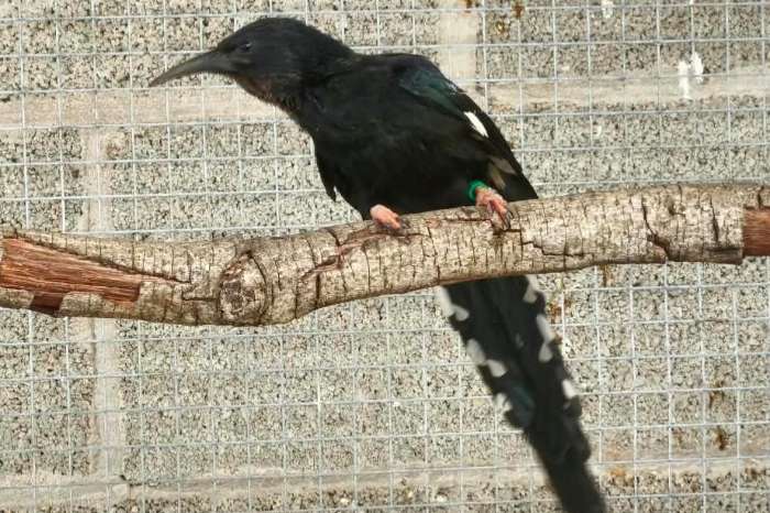 te koop diverse vogels beschikbaar
