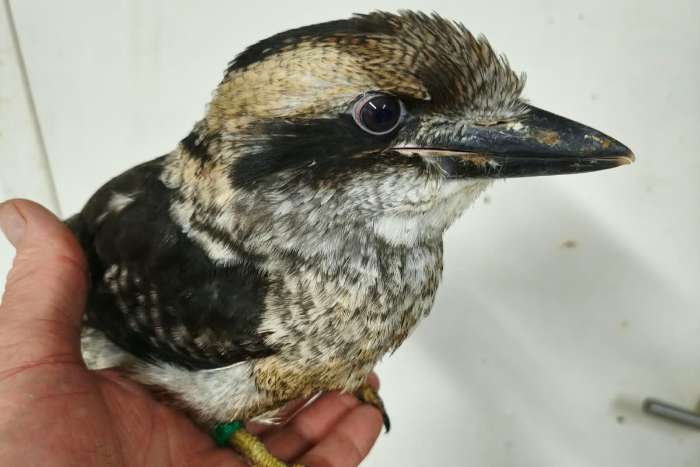 te koop diverse vogels beschikbaar