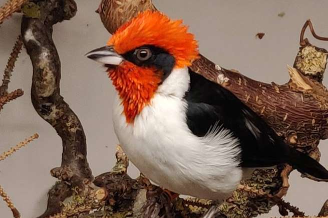 paroaria nigrogenis.