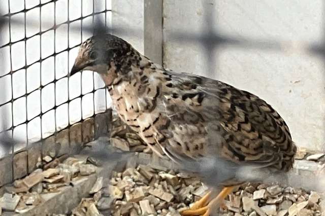 chinese dwergkwartel koppel natuurbroed