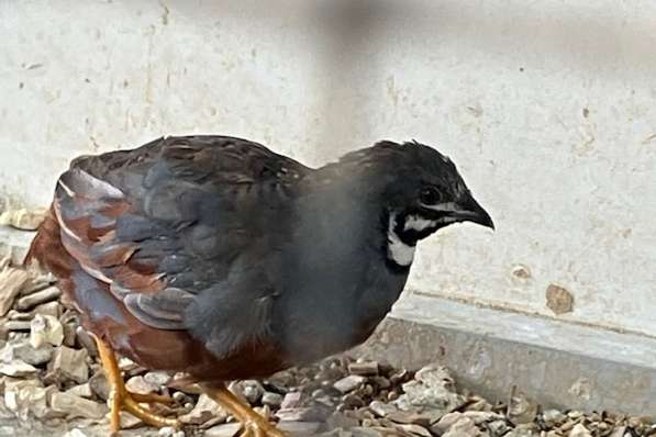 chinese dwergkwartel koppel natuurbroed