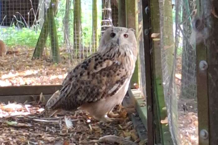 grand duc de sibérie