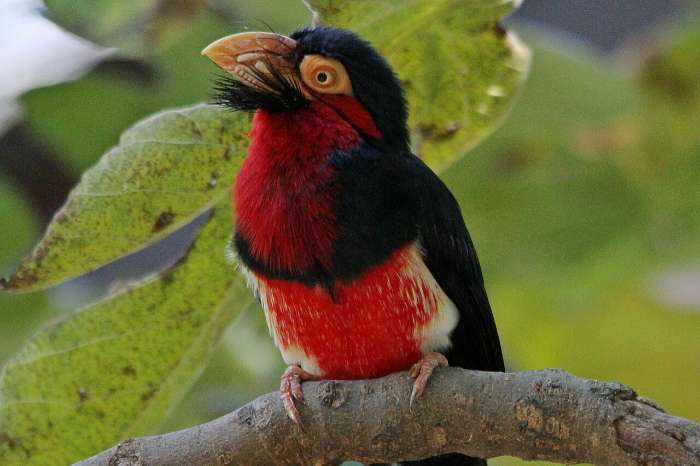 zwartbandbaardvogel