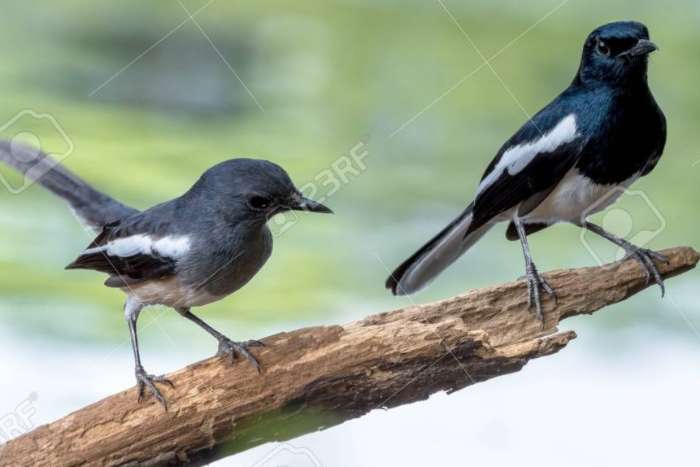 copsychus saularis (dayallijsters)