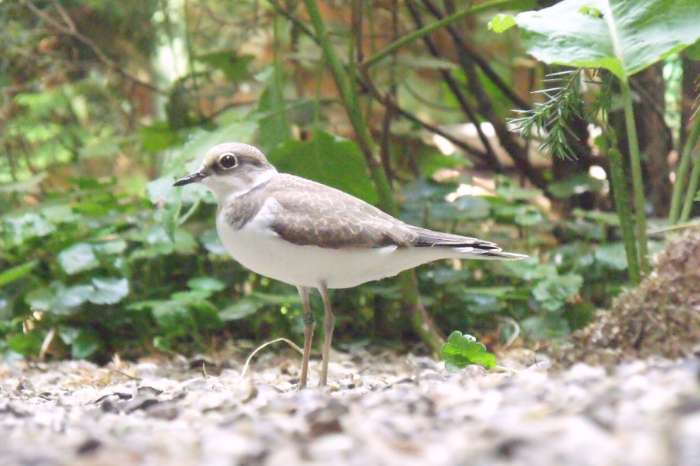 2-1 kleine plevier (charadrius dubius) 2026