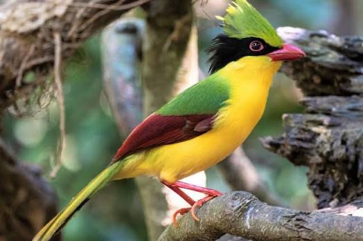 2-0 geelbuik kitta 2026