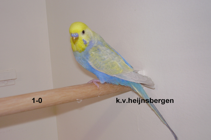 regenboogparkiet