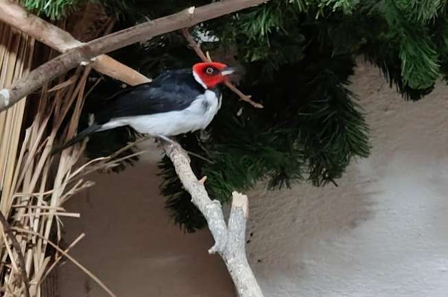paroaria gularis