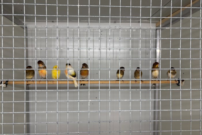 harlekijn kanaries te koop