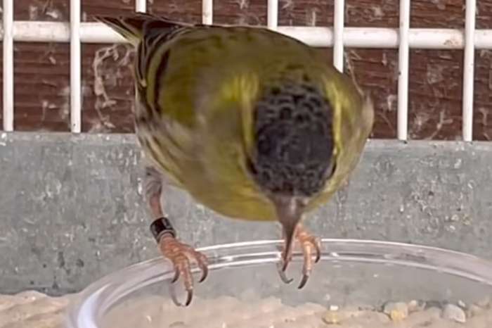 spinus lawrencei vogels