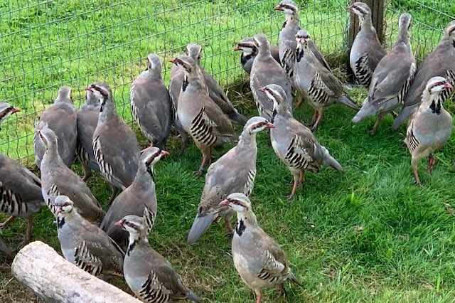45 chukar patrijzen in een koop