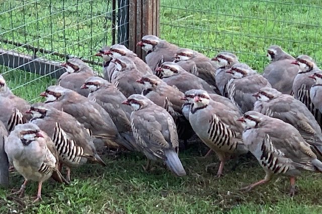 45 chukar patrijzen in een koop