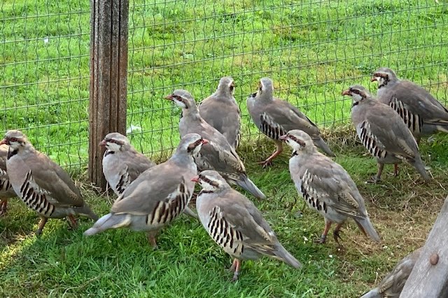 45 chukar patrijzen in een koop