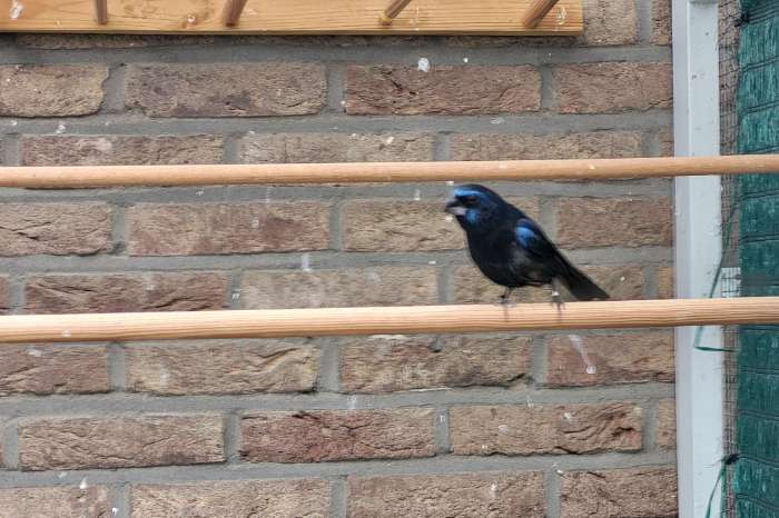 braziliaanse blauwe bisschop man 2022