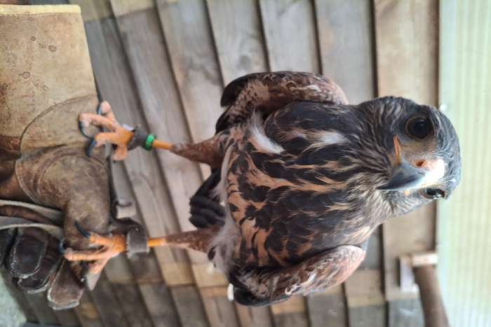 woestijn buizerd