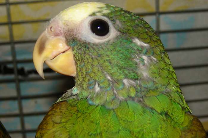 pionus senilis 2026.