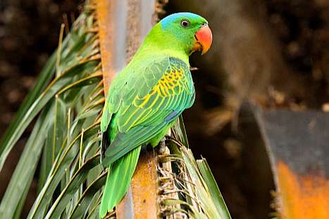 tanygnathus lucionensis (blue napped parrot)
