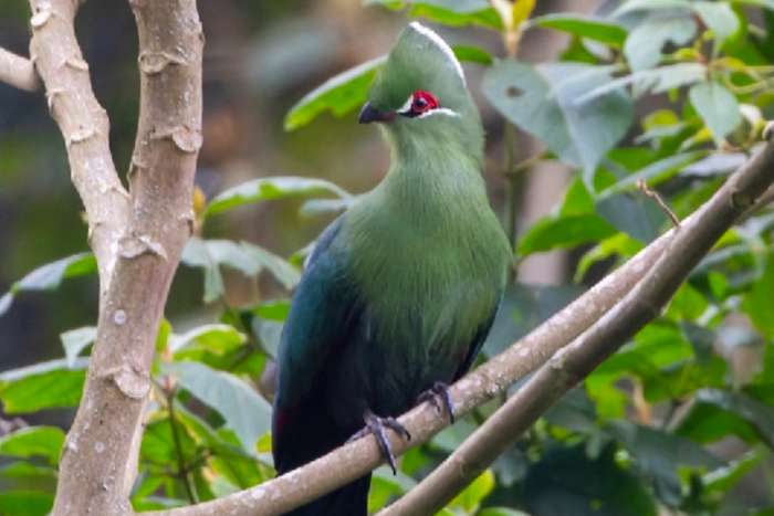 1.0 black-billed turaco (tauraco schuetti)