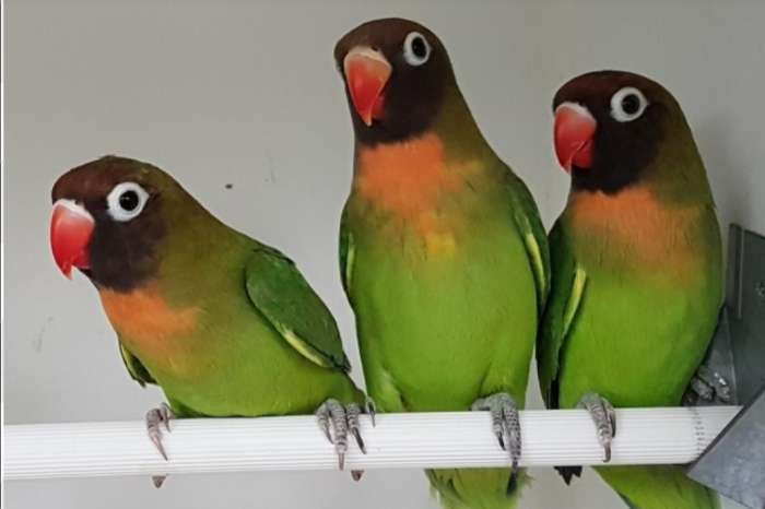 agapornis