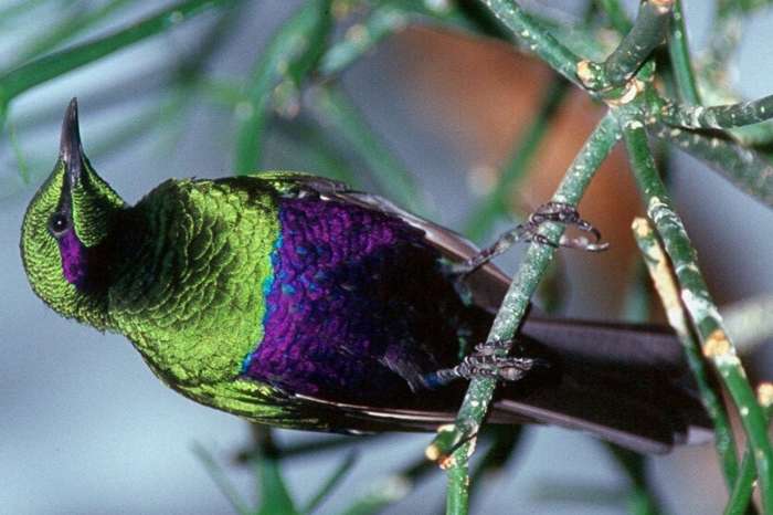 emeraldspreeuw