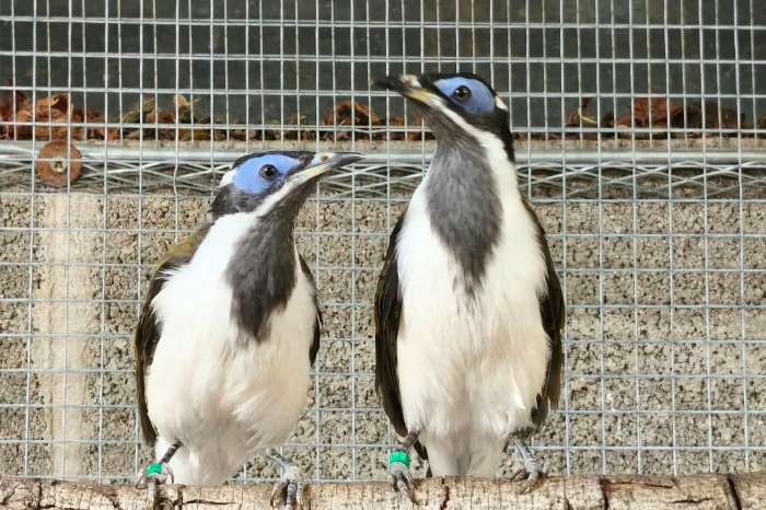 te koop diverse vogels beschikbaar