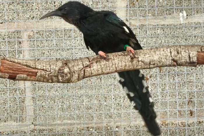 te koop diverse vogels beschikbaar