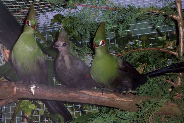 te koop diverse vogels beschikbaar