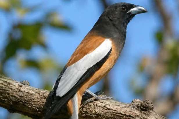 gezocht verschillende vogels