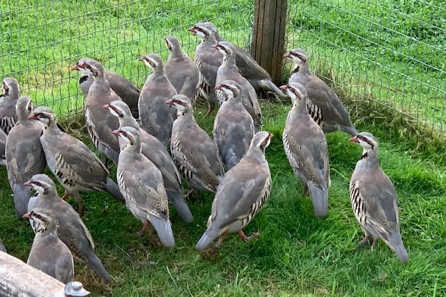 45 chukar patrijzen in een koop