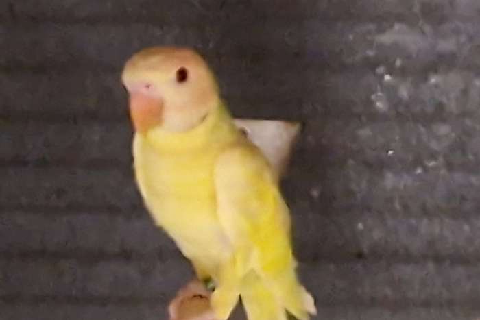 rozeborstbaard parkiet / mutaties