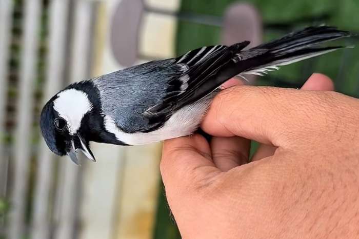 cinereous tit (parus cinereus),
