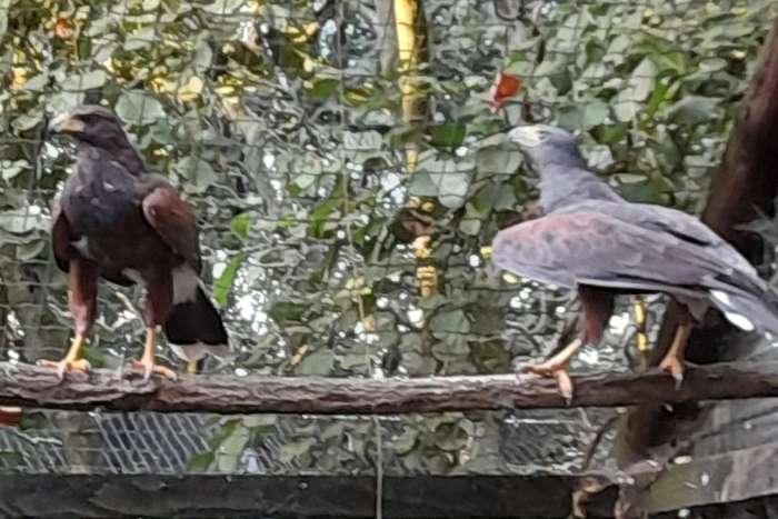 kweekkoppel woestijnbuizerd