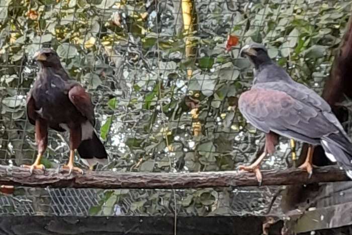 kweekkoppel woestijnbuizerd