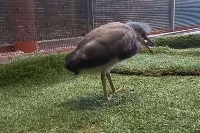 egretta novaehollandiae