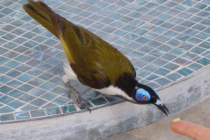 entomyzon cyanotis