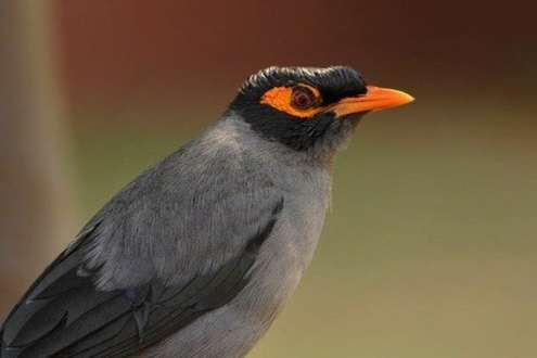 oevermaina (acridotheres ginginianus)