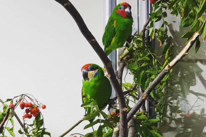 fig parrot