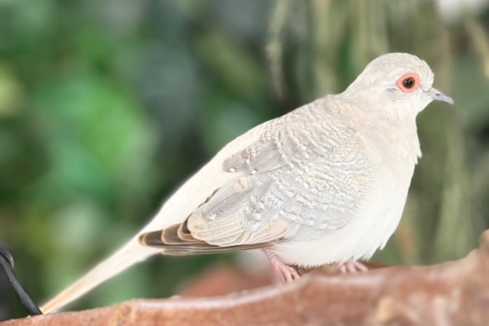 diamantduif te koop