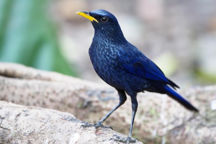 blauwe fluitlijster (myophonus caeruleus